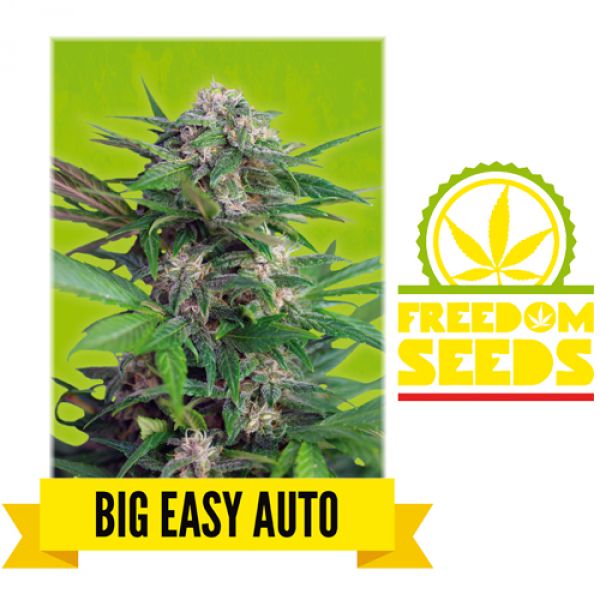 Freedom Seeds Big Easy Auto Auto Feminized Shiva